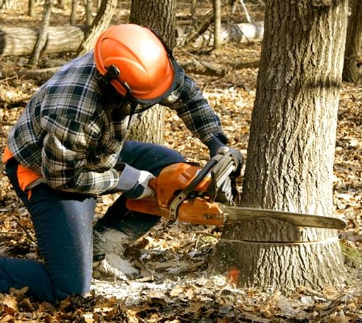 Tree Removal in Meeker, OK